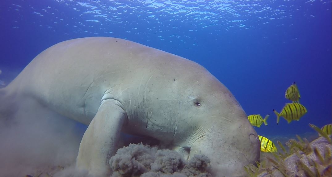 Dugong (Dugong dugon)