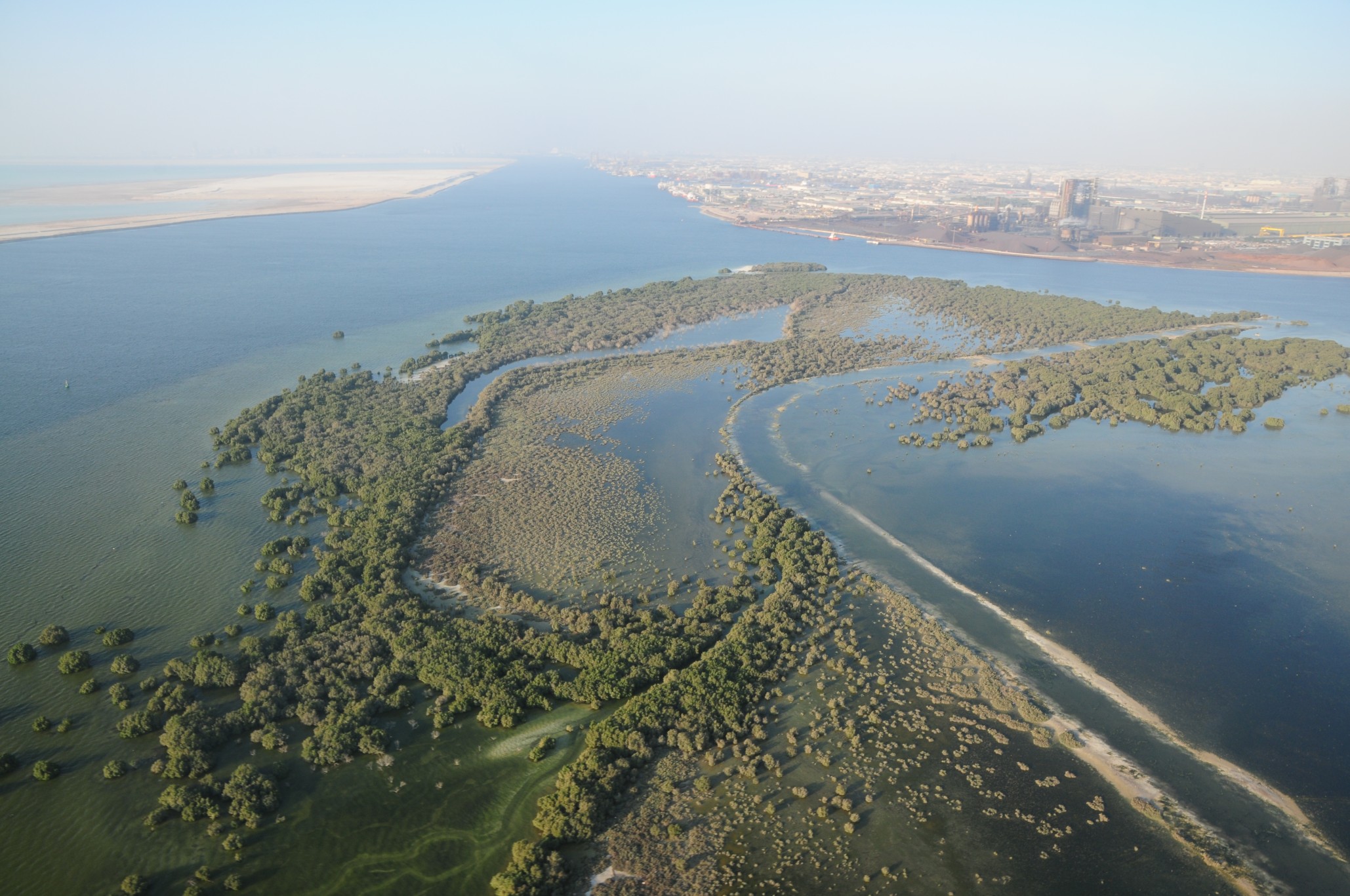 Mangroves in the United Arab Emirates