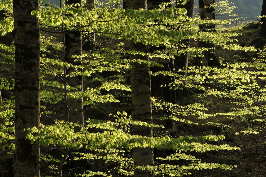 A forest, Biogradska gora, Montenegro