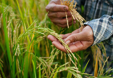 topic-agric-soil-bio-rice-2177777-pixabay-suxco.jpg