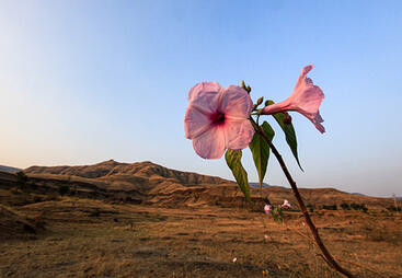 topic-assesing-ecosystems-shutterstock_1944348472.jpg