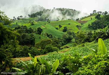 topic-ecosystem-based-mitigation-forest-carbon-sink.jpg