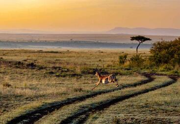 topic-effective-protected-areas-antelope-sunset.jpg