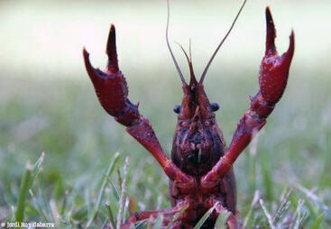 topic-invasive_species.jpg