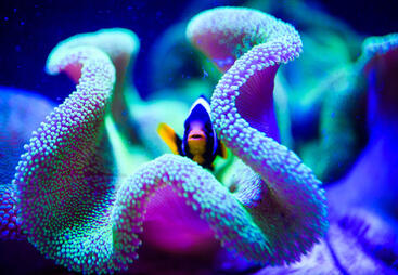 topic-marine-species-shutterstock_760711204.jpg