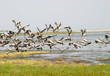 topic-natl-legal-systems-kyzylkum-state-nature-reserve-uzbekistan-c-state-committee-for-ecology-and-environment-protection-of-uzbekistan.jpg