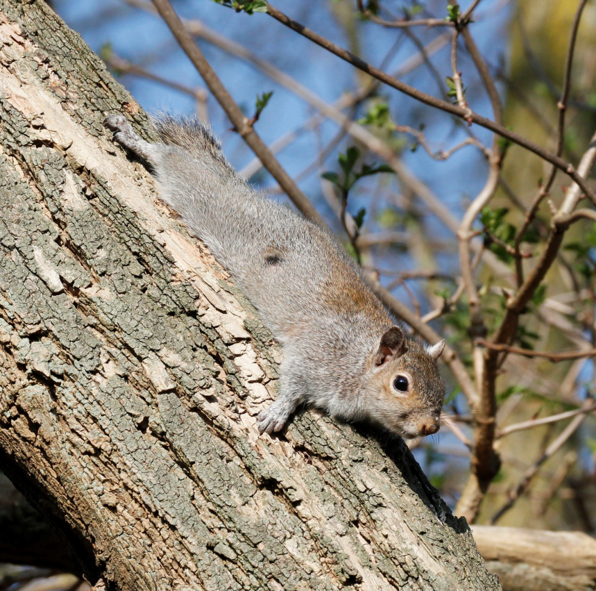 Grey Squirrel
