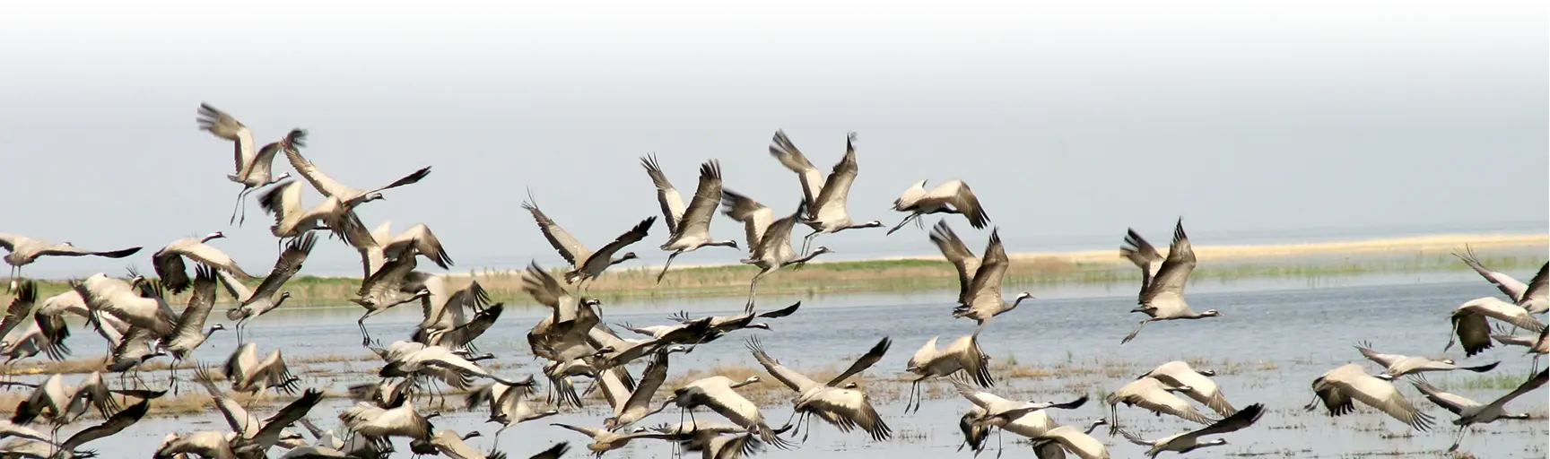 birds