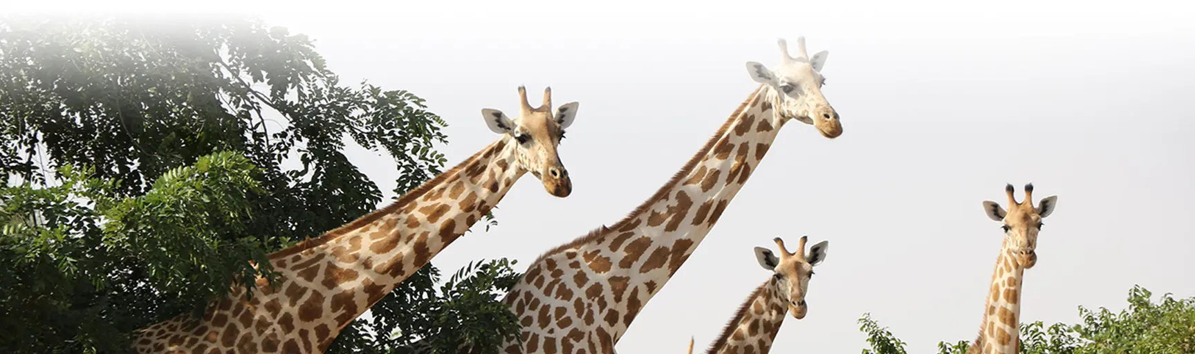 Giraffes