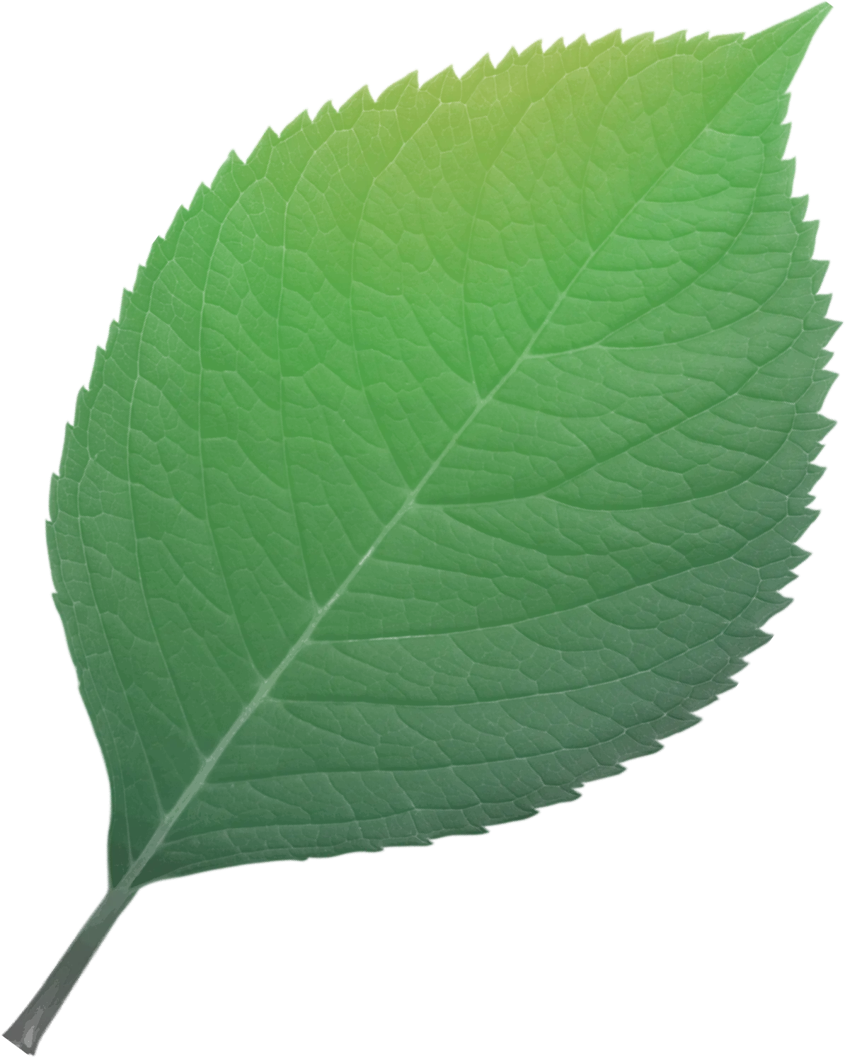 leaf opt