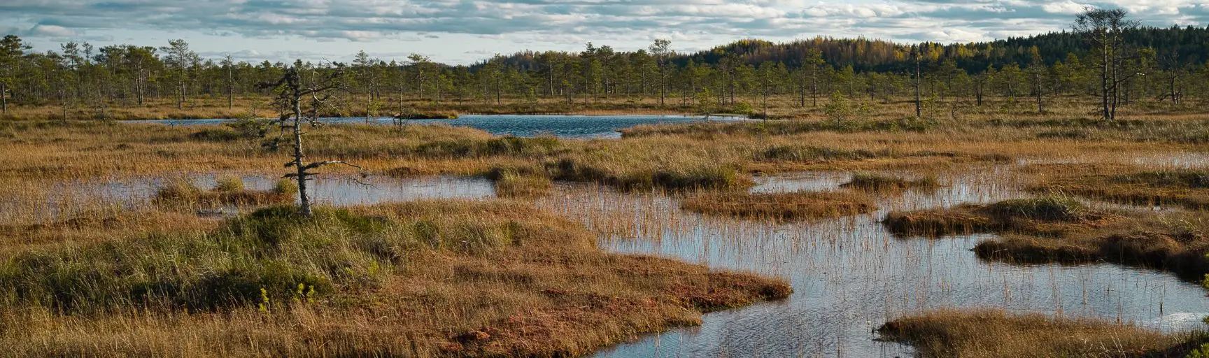 Wetlands